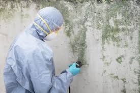 Best Mold Odor Removal Services in Reedley, CA